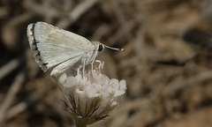 Spialia osthelderi