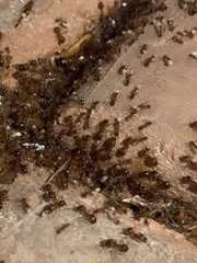 Pheidole fallax