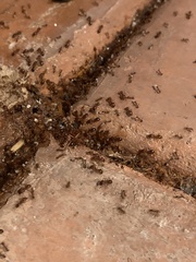 Pheidole fallax