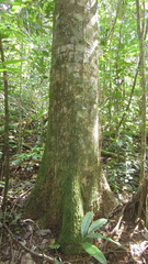 Aspidosperma spruceanum