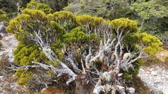 Halocarpus