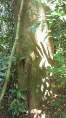 Copaifera aromatica