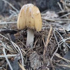 Coprinellus bipellis