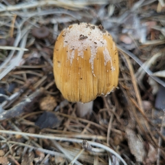 Coprinellus bipellis