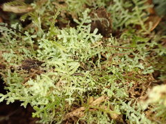 Lepidoziaceae