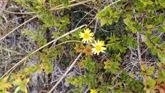 Brachyglottis bellidioides
