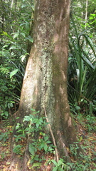 Terminalia tetraphylla