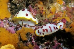 Goniobranchus splendidus