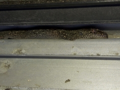 Diplodactylidae