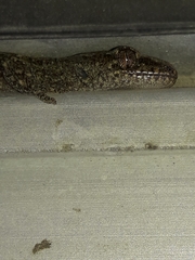 Diplodactylidae