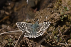 Muschampia tessellum