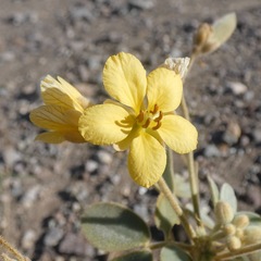 Senna confinis