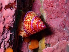 Calliostoma annulatum