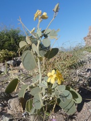 Senna confinis