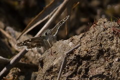 Muschampia tessellum