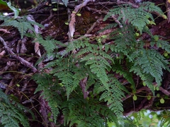 Davallia griffithiana