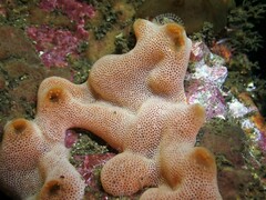Polysyncraton