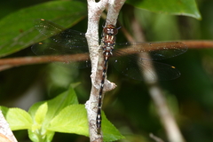 Austroaeschna eungella