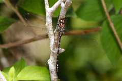 Austroaeschna eungella