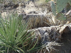Yucca baccata brevifolia