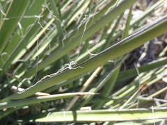 Yucca baccata brevifolia