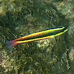 Thalassoma lucasanum