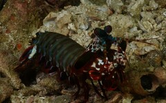 Odontodactylus scyllarus