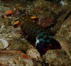 Odontodactylus scyllarus