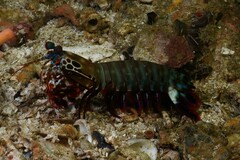 Odontodactylus scyllarus