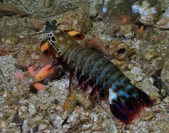 Odontodactylus scyllarus