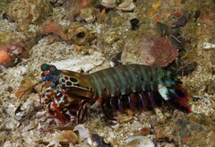 Odontodactylus scyllarus