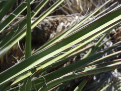 Yucca baccata brevifolia