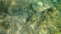 Thalassoma lucasanum
