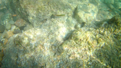 Thalassoma lucasanum