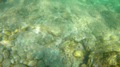 Thalassoma lucasanum