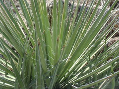 Yucca baccata brevifolia