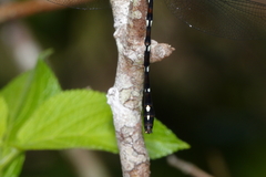 Austroaeschna eungella