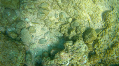 Thalassoma lucasanum