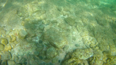 Thalassoma lucasanum