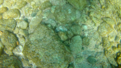 Thalassoma lucasanum