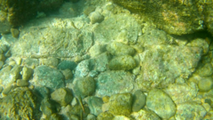 Thalassoma lucasanum