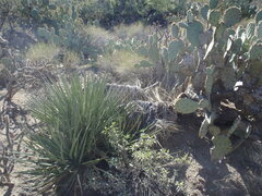Yucca baccata brevifolia