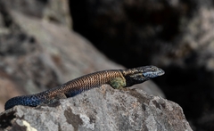 Sceloporus dugesii