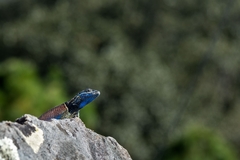 Sceloporus dugesii