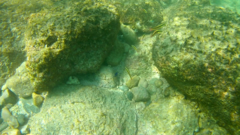 Thalassoma lucasanum
