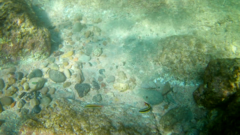 Thalassoma lucasanum