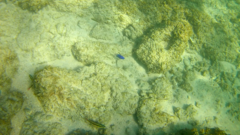 Thalassoma lucasanum