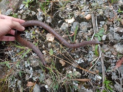 Atractus sanctaemartae