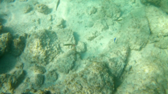 Thalassoma lucasanum