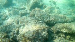 Thalassoma lucasanum